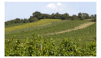 Weinbau Weingut Niessl