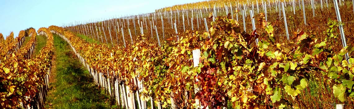 Weingut Niessl, Jois
