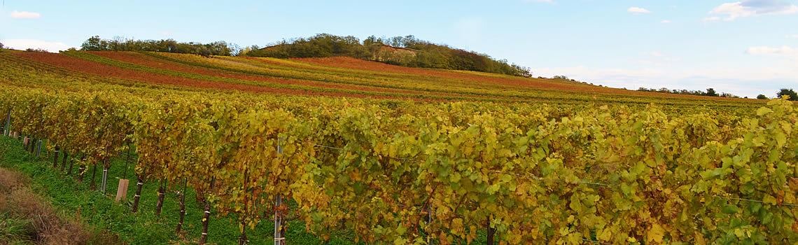 Weingut Niessl, Jois