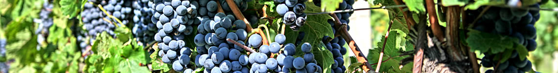 Weingut Niessl, Jois