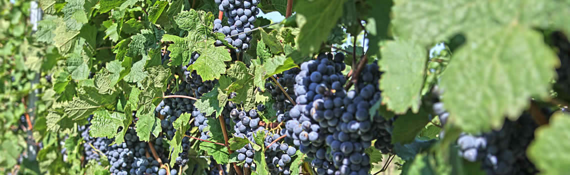 Weingut Niessl, Jois