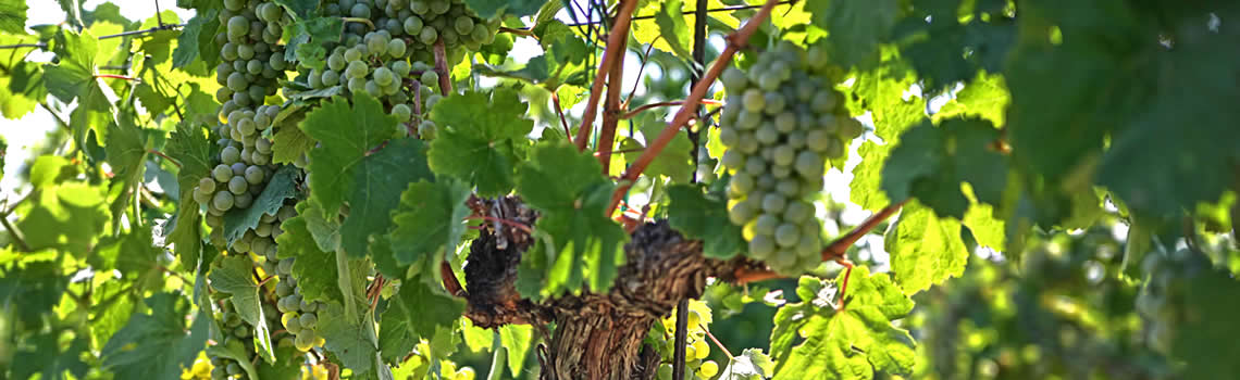 Weingut Niessl, Jois