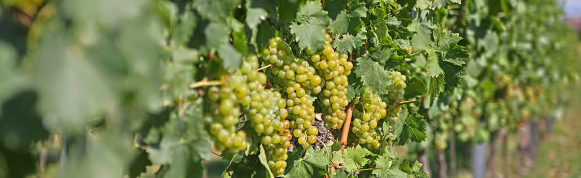 Weingut Niessl, Jois